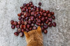 Ginger cat sniffing inedible chestnuts. On the road a large number of chestnuts royalty free stock photo Ginger cat sniffing inedible chestnuts. On the road a large number of chestnuts royalty free stock photo