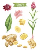 Ginger Hand-painted Watercolor Set Stock Photography Ginger Hand-painted Watercolor Set Stock Photography