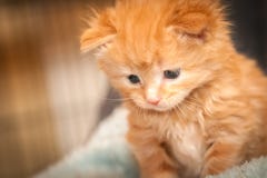 Ginger Kitten Stock Images