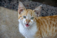 Ginger kitten cat royalty free stock photos Ginger kitten cat royalty free stock photos