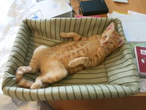 Ginger Tabby Cat In Bed On Desk Stock Image Image Of Lounging