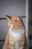 Ginger and white cat, sitting upright, with blurred grey background