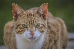 Ginger and white cat, with upright ears and big eyes, staring at camera