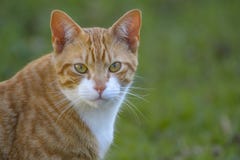 Ginger and white cat, with upright ears and big eyes, staring at camera royalty free stock images Ginger and white cat, with upright ears and big eyes, staring at camera royalty free stock images