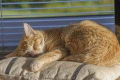 Ginger and White kitten relaxed and lying on cushion royalty free stock image Ginger and White kitten relaxed and lying on cushion royalty free stock image