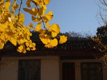 Ginkgo biloba L stockfoto Ginkgo biloba L stockfoto