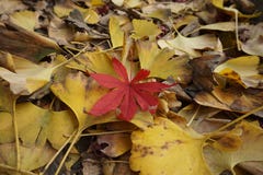 Ginkgobiloba und -Ahornblätter, Herbstlandschaft, verwelkte Niederlassungen und Blätter ein wenig Rot! lizenzfreies stockfoto Ginkgobiloba und -Ahornblätter, Herbstlandschaft, verwelkte Niederlassungen und Blätter ein wenig Rot! lizenzfreies stockfoto