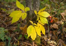 Ginseng 7 Stock Image Ginseng 7 Stock Image