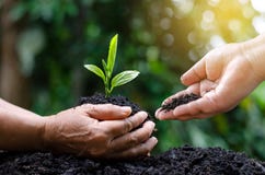 Giornata per la Terra dell'ambiente nelle mani degli alberi che crescente le piantine Albero femminile della tenuta della mano de fotografia stock libera da diritti Giornata per la Terra dell'ambiente nelle mani degli alberi che crescente le piantine Albero femminile della tenuta della mano de fotografia stock libera da diritti