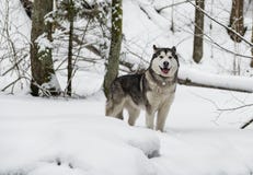 Giovane cane del Malamute d'Alasca che sta in Snowy Forest Open Mouth immagini stock libere da diritti Giovane cane del Malamute d'Alasca che sta in Snowy Forest Open Mouth immagini stock libere da diritti