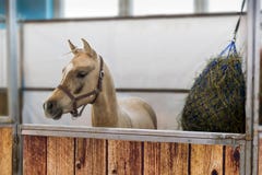 Giovane cavallo nella penna Immagine Stock Giovane cavallo nella penna Immagine Stock