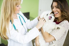 Giovane donna con un cane al veterinario immagini stock libere da diritti Giovane donna con un cane al veterinario immagini stock libere da diritti