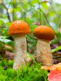 Giovane Forest Mushroom boletus commestibile del arancio-cappuccio di due fra Moss And Dry Leaves In verde Autumn Forest fotografia stock libera da diritti Giovane Forest Mushroom boletus commestibile del arancio-cappuccio di due fra Moss And Dry Leaves In verde Autumn Forest fotografia stock libera da diritti