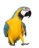 Giovane Macaw Blu-e-giallo - ararauna del Ara (mont 8 immagini stock libere da diritti Giovane Macaw Blu-e-giallo - ararauna del Ara (mont 8 immagini stock libere da diritti