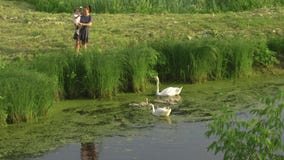 Giovane madre con il suoi cigno d'alimentazione della figlia della neonata e piccoli anatroccoli ad uno stagno verde del parco ch archivi video Giovane madre con il suoi cigno d'alimentazione della figlia della neonata e piccoli anatroccoli ad uno stagno verde del parco ch archivi video