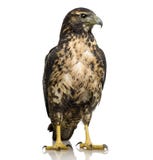 Giovane Poiana-aquila Nero-chested fotografie stock Giovane Poiana-aquila Nero-chested fotografie stock