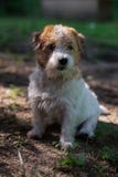 Giovane seduta del cucciolo del terrier di Russel della presa fotografie stock Giovane seduta del cucciolo del terrier di Russel della presa fotografie stock