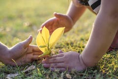 Giovani coppie che si tengono per mano l'albero della pianta di aiuto fotografie stock libere da diritti Giovani coppie che si tengono per mano l'albero della pianta di aiuto fotografie stock libere da diritti