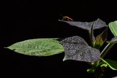 Giovani e più vecchie foglie del catalpa giallo Catalpa Ovata su fondo scuro, scarabeo della famiglia di eterotteri sulle foglie Immagine Stock Libera da Diritti Giovani e più vecchie foglie del catalpa giallo Catalpa Ovata su fondo scuro, scarabeo della famiglia di eterotteri sulle foglie Immagine Stock Libera da Diritti