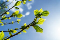 Giovani foglie che germogliano nel cielo blu immagine stock libera da diritti Giovani foglie che germogliano nel cielo blu immagine stock libera da diritti