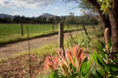 Giovani foglie dell'arbusto australiano del bottlebrush immagini stock libere da diritti Giovani foglie dell'arbusto australiano del bottlebrush immagini stock libere da diritti