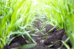Giovani piantine di grano e di orzo che crescono sul campo in una fila immagini stock libere da diritti Giovani piantine di grano e di orzo che crescono sul campo in una fila immagini stock libere da diritti