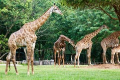 Giraf In The Zoo Stock Photo