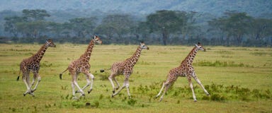 Girafa de quatro bebês que corre através do savana Close-up kenya tanzânia East Africa foto de stock royalty free Girafa de quatro bebês que corre através do savana Close-up kenya tanzânia East Africa foto de stock royalty free