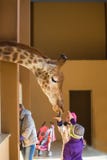 Girafa novo e menina bonita no jardim zoológico Menina que alimenta um girafa no jardim zoológico no tempo do dia Criança, girafa imagem de stock royalty free Girafa novo e menina bonita no jardim zoológico Menina que alimenta um girafa no jardim zoológico no tempo do dia Criança, girafa imagem de stock royalty free