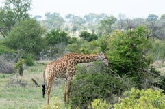 Girafa que come no sozinho selvagem fotos de stock Girafa que come no sozinho selvagem fotos de stock