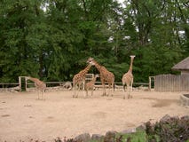 Girafas no cerco, jardim zoológico Lesna, Zlin, República Checa imagens de stock Girafas no cerco, jardim zoológico Lesna, Zlin, República Checa imagens de stock