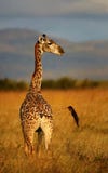 Girafe dans le bel habitat de nature de l'Afrique sauvage Images stock Girafe dans le bel habitat de nature de l'Afrique sauvage Images stock