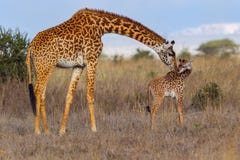 Girafe de masai de mère embrassant le bébé photos stock Girafe de masai de mère embrassant le bébé photos stock