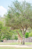 Girafe dedans photos stock Girafe dedans photos stock