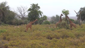 Giraff äter sidorna av träd i Samburu Giraff äter sidorna av träd i Samburu