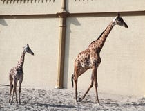 Giraffa del bambino Natura selvaggia Giraffa allo zoo fotografia stock libera da diritti Giraffa del bambino Natura selvaggia Giraffa allo zoo fotografia stock libera da diritti