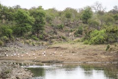 Giraffa ed uccelli nel cespuglio dallo stagno, parco nazionale di Kruger, Sudafrica fotografia stock Giraffa ed uccelli nel cespuglio dallo stagno, parco nazionale di Kruger, Sudafrica fotografia stock
