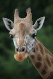 Giraffe Royalty Free Stock Photography