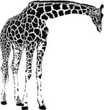 Giraffe Royalty Free Stock Images Giraffe Royalty Free Stock Images