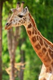 Giraffe Stock Images
