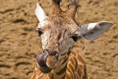 Giraffe And Tongue Royalty Free Stock Photography