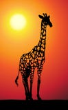 Giraffe At Sunset Stock Image