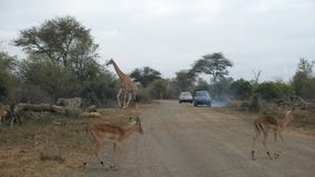 Giraffe crossing the road. Wildlife Safari in the Kruger National Park, major travel destination in South Africa stock video Giraffe crossing the road. Wildlife Safari in the Kruger National Park, major travel destination in South Africa stock video