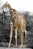 Giraffe dans le sauvage Photo libre de droits Giraffe dans le sauvage Photo libre de droits