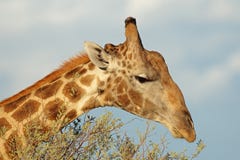 Giraffe, die auf einen Baum einzieht Lizenzfreie Stockfotos Giraffe, die auf einen Baum einzieht Lizenzfreie Stockfotos