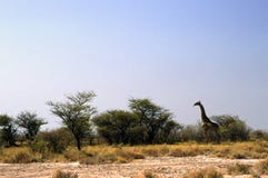 Giraffe Eating Stock Image