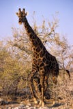 Giraffe Eating Stock Photo