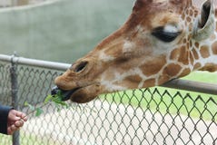 Giraffe Feeding Royalty Free Stock Images Giraffe Feeding Royalty Free Stock Images