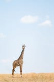 Giraffe feliz fotos de stock royalty free Giraffe feliz fotos de stock royalty free