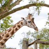 Head and neck of an adult african giraffe royalty free stock photo Head and neck of an adult african giraffe royalty free stock photo
